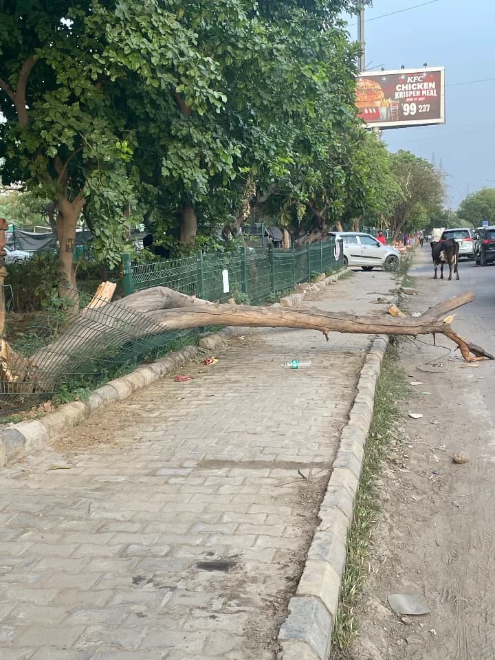 fallen tree in Sector 52A